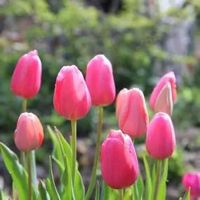 Menton Tulip (Tulipa Menton) Img 2